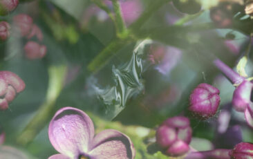 May lilac_