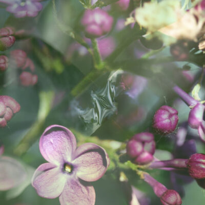 May lilac_
